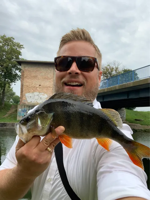 Flussbarsch