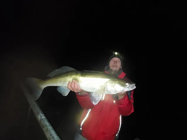 Zander