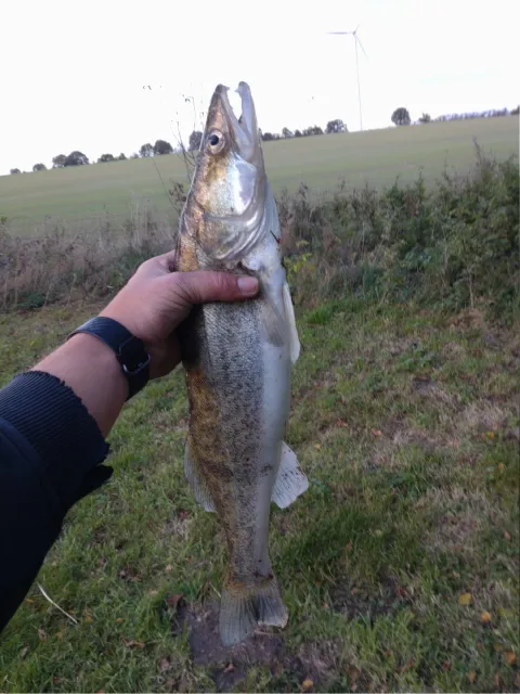 Zander