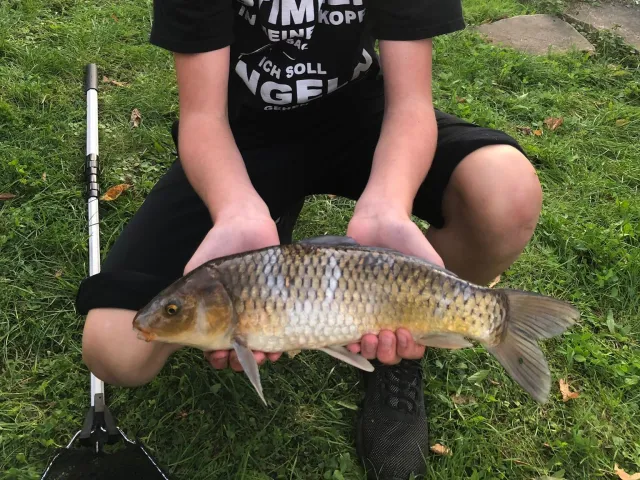 Karpfen