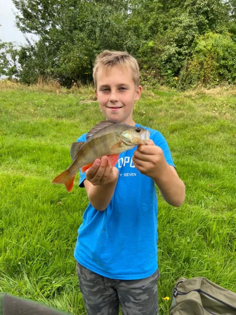 Flussbarsch