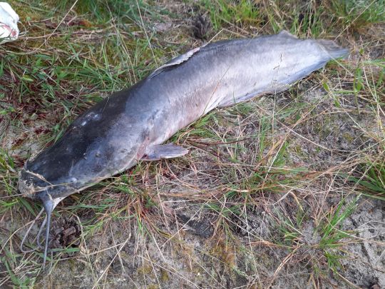 Afrikanischer Raubwels