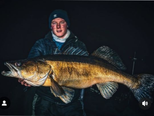 Zander