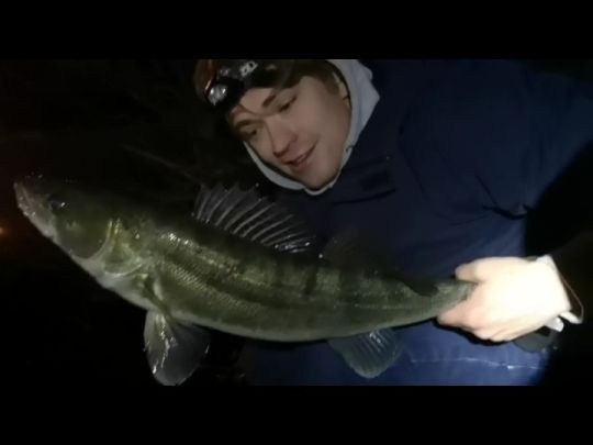 Zander-6