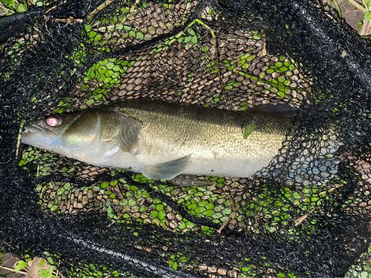 Zander