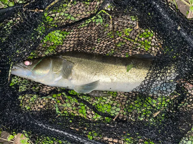Zander