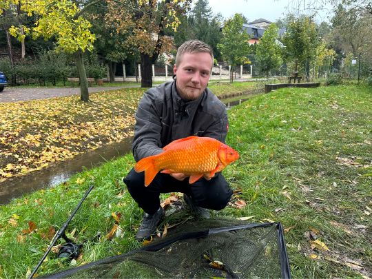 Goldfisch