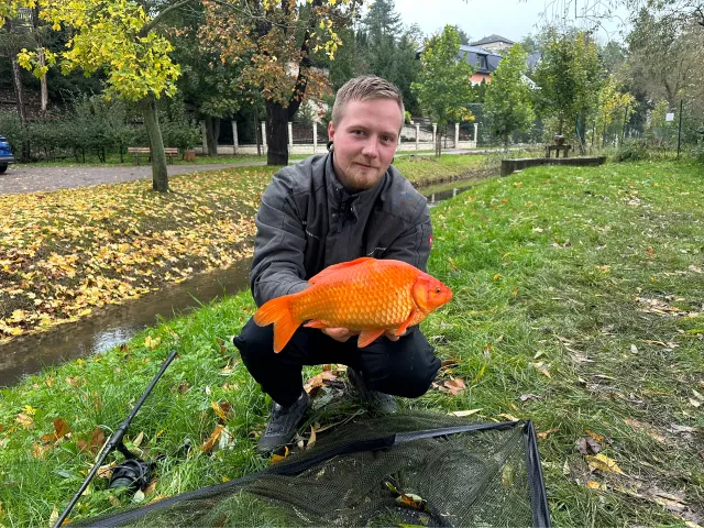 Goldfisch
