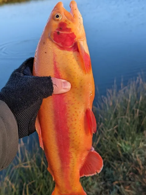 Goldforelle
