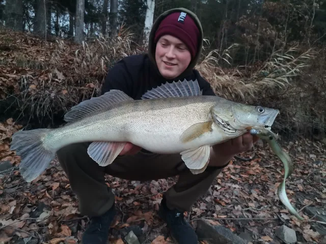 Zander
