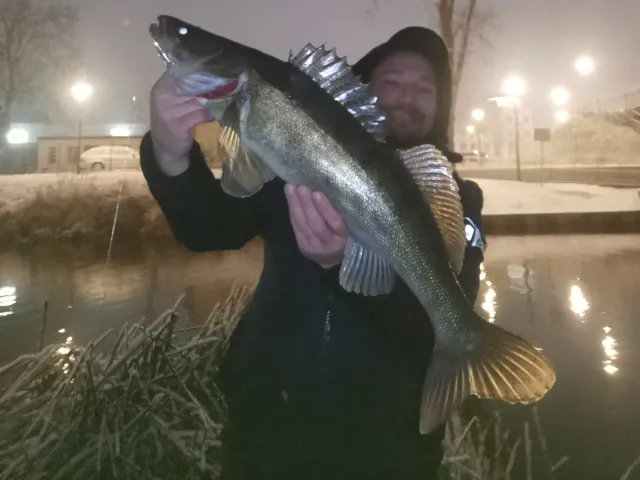 Zander