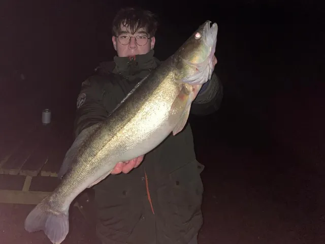 Zander