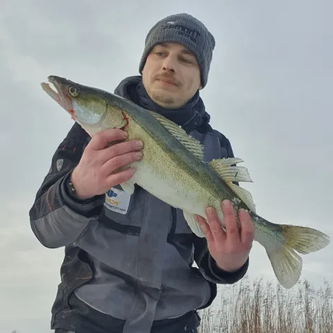 Zander