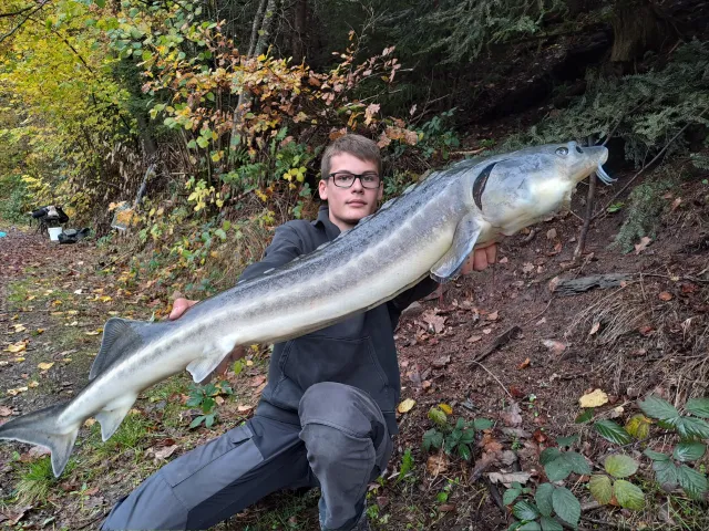 Stör