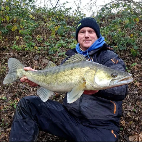Zander