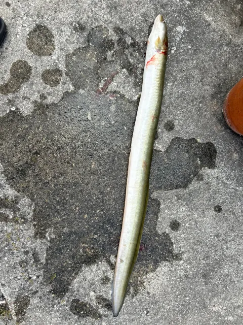 Aal
