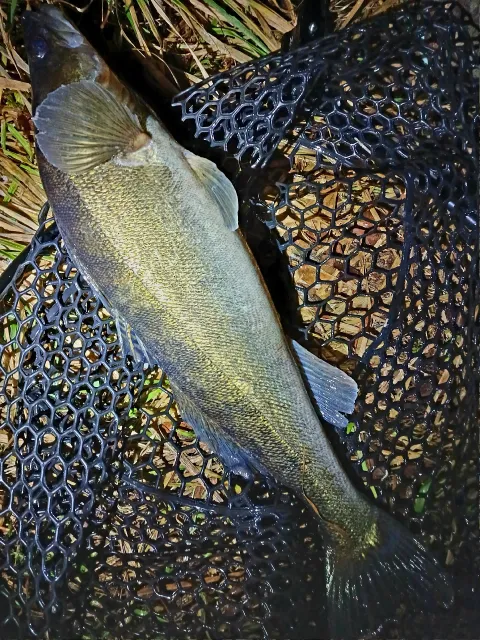 Zander