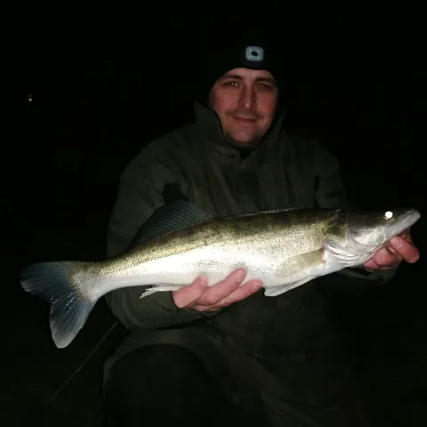 Zander