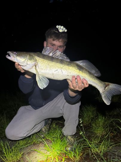 Zander-1