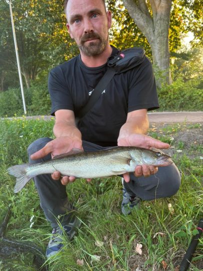 Zander