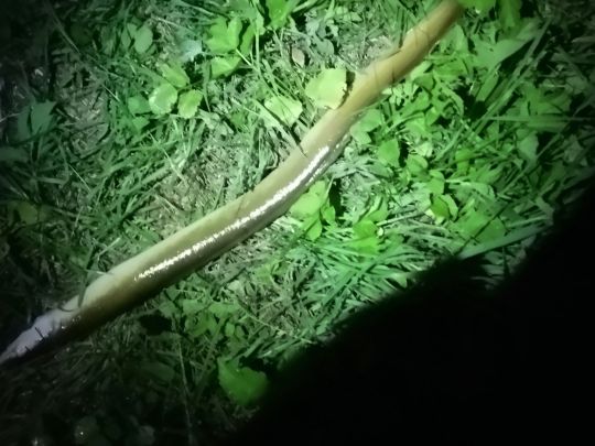Aal