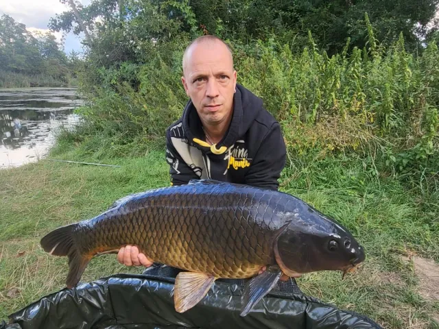 Graskarpfen
