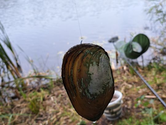 Gemeine Teichmuschel