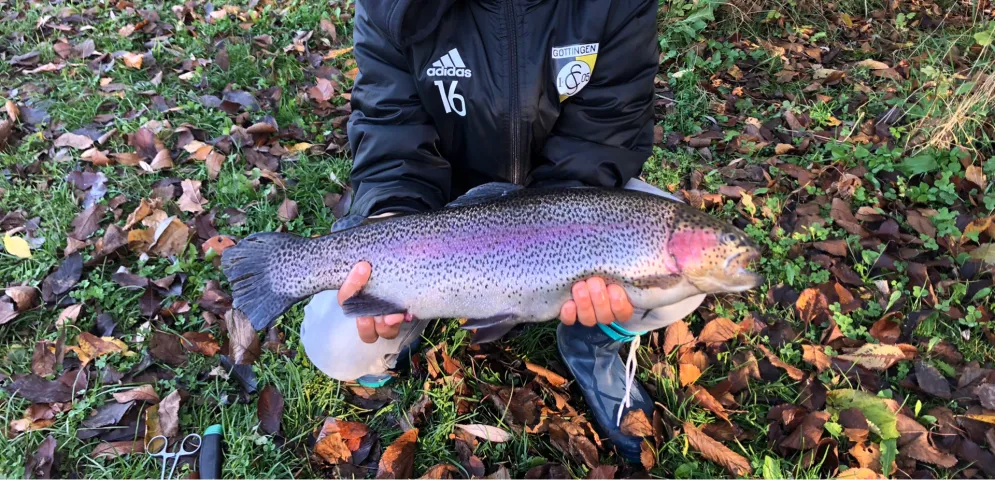 Regenbogenforelle