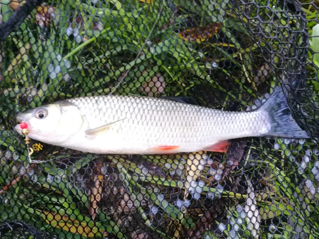 Döbel