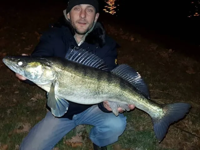Zander