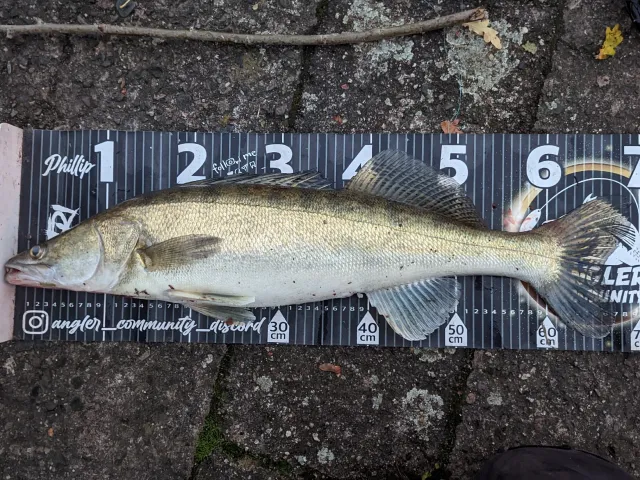Zander