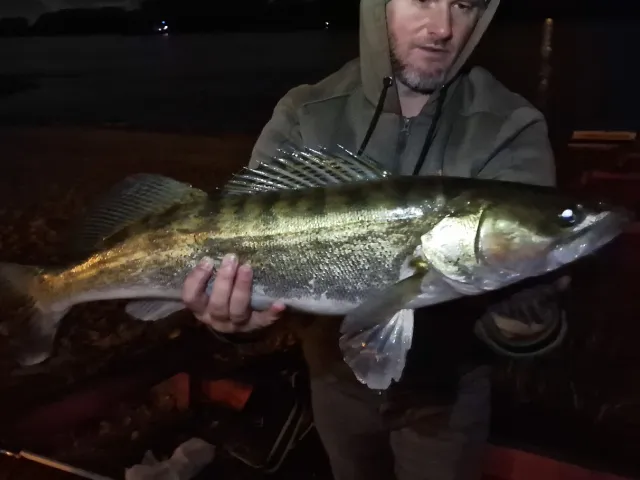 Zander