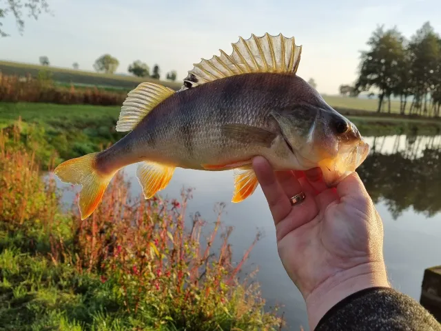 Flussbarsch