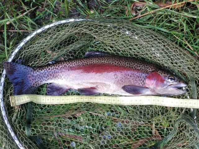 Regenbogenforelle