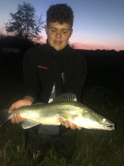 Zander