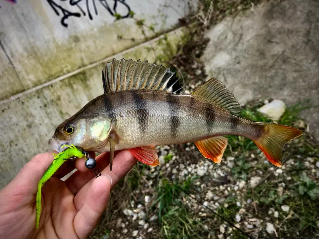 Flussbarsch