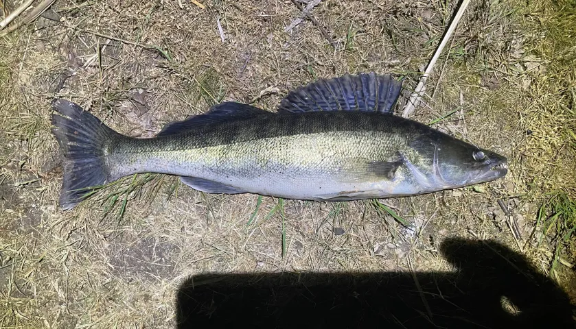 Zander