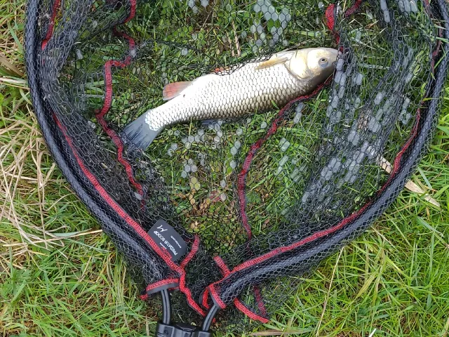 Döbel