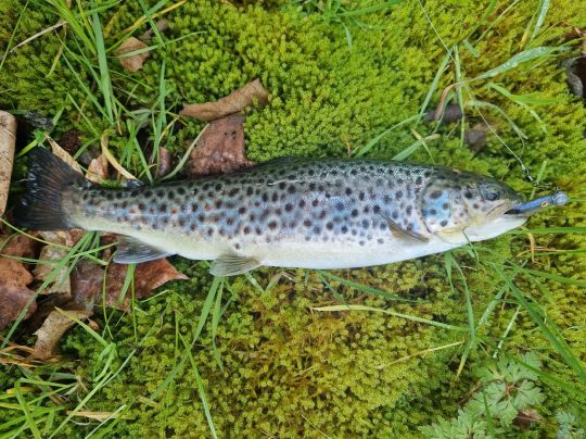 Bachforelle
