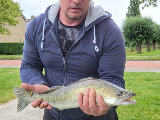 Zander