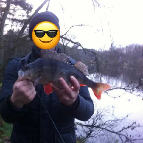 Flussbarsch