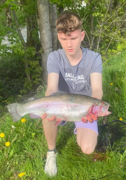 Regenbogenforelle