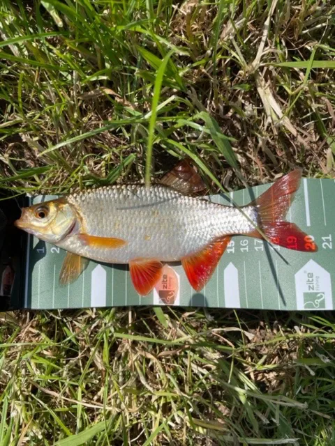 Rotfeder