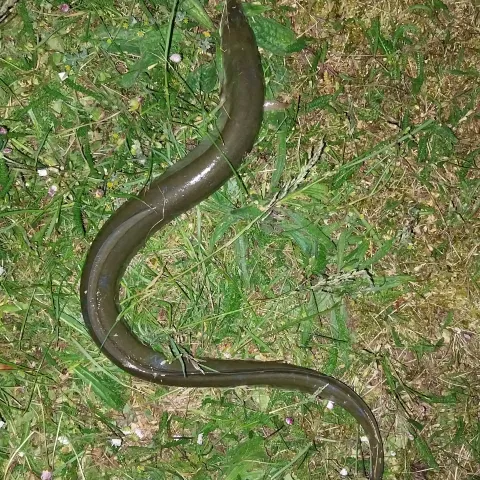 Aal