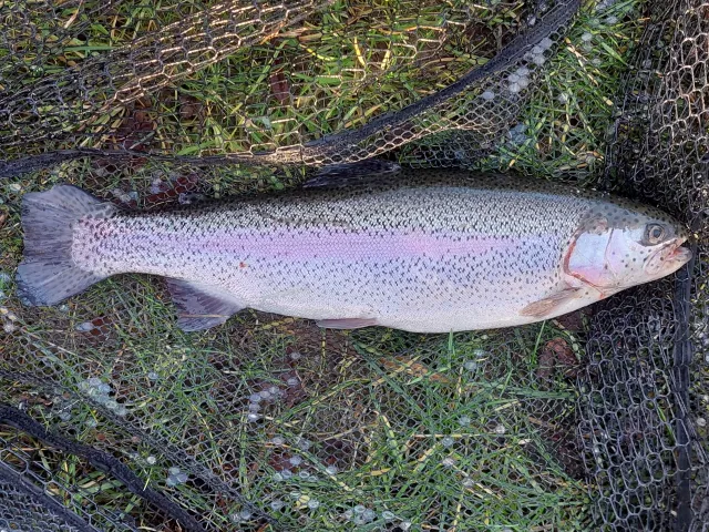 Regenbogenforelle