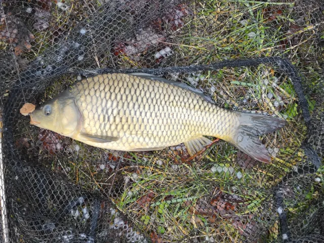 Karpfen