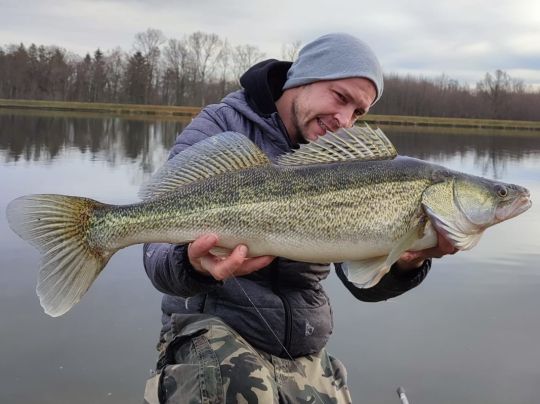 Zander