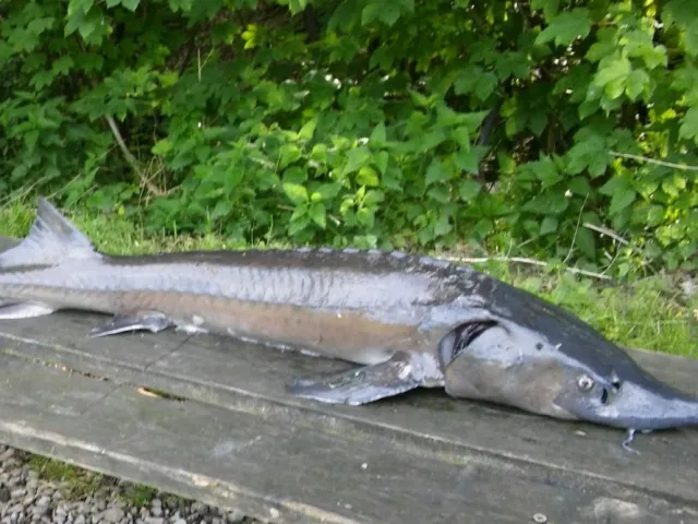 Stör