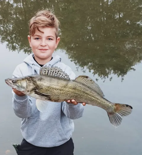 Zander