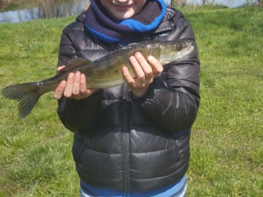 Zander